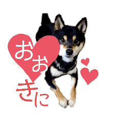 Japanese dog Kuroshiba's daily life 4