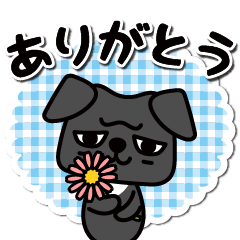 Hello! a black pug Roku-chan!