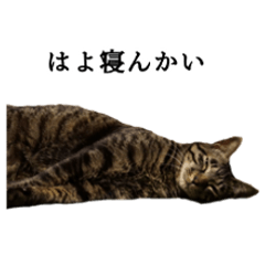 Gosaku cat and Nya cat in Ehime Sticker