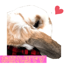 maple_20210226182935