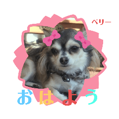 チワワのベリー2