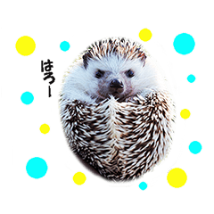 Hedgehog Bijou
