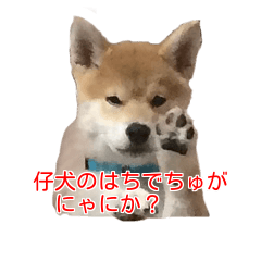 Shiba Inu is, Tweet when you are young