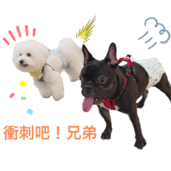 椪柑老大與柳丁小弟