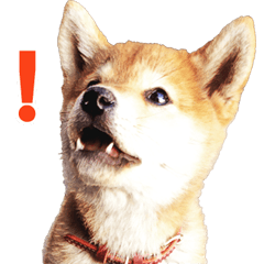 Shiba Inu Shibata