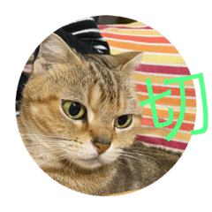 Cookie 小貓咪來啦！〈第五彈〉