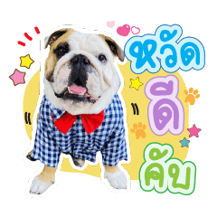 Gussy the English bulldog (thai)