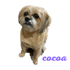 cocoa_20210227151859