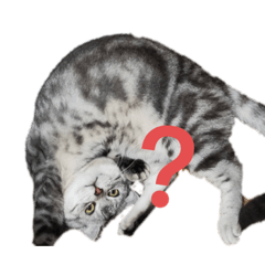 理理Meow