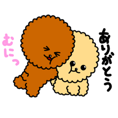 toy poodle (everyday)