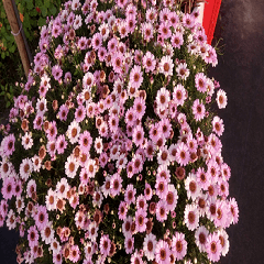 Lovely marguerite flower