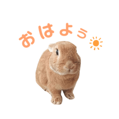 rabbit sticker mohachan