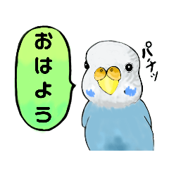 だいすきセキセイインコ