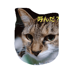 chIsa_20210228154954