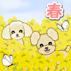 Toy poodles in spring