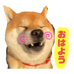 shibainukabuto