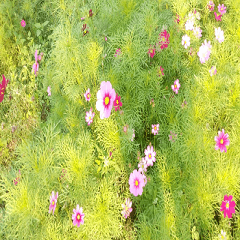 A cosmos flowers