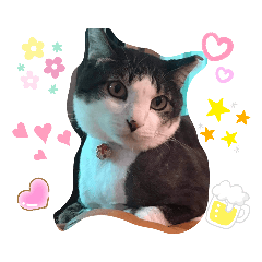 cat aouaou