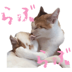 Photo Sticker of two cat2