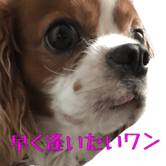 可愛い犬 キャバリア リノちゃん実写版 Line スタンプ Line Store