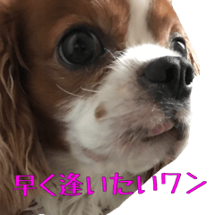 可愛い犬、キャバリア、リノちゃん実写版