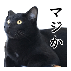 murasan with black cat