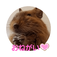 デグーのいちごさん