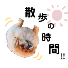 ペキニーズ ダ〜ちゃんとうち犬ふぁみりー