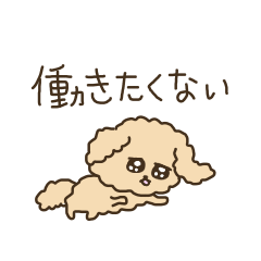 Toy Poodle that doesn't want to work