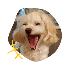 Humorous Maltese Dog