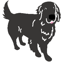 Everyday of flat coated retriever 1