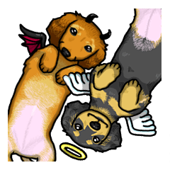 Pretty Dachshund puppies(English)
