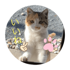 NATSUMI_20210301163541