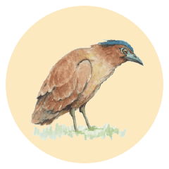 A De (Malayan Night Heron)