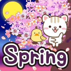 Natural cat, warm spring english