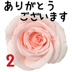 バラの花と敬語メッセージ Line スタンプ Line Store