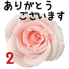 バラの花と敬語メッセージ