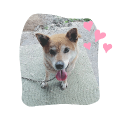 pokopoko_20210302002444