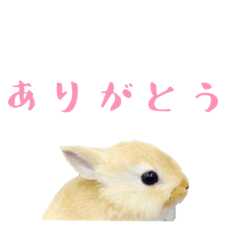 Rabbit  PYON