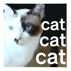 猫ねこネコ写真スタンプ