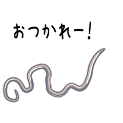 動く アニサキス Line スタンプ Line Store 動く アニサキス Line スタンプ Line Store