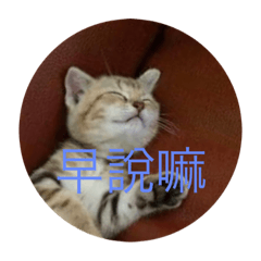 Cookie 小喵嗚來啦！〈第六彈〉