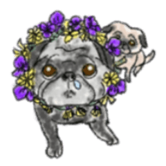 Nana&Jaz pug sisters (English ver.)