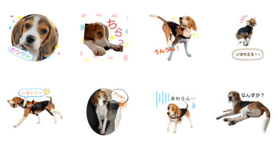 ビーグル びぃ Lineクリエイターズスタンプ Stamplist
