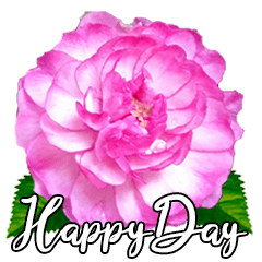 Blooming Rose