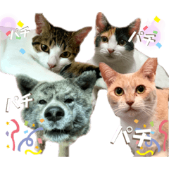 Cute cats and cool dog stamp