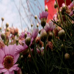 Close up of Marguerite flower