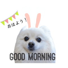 ポメラニアンのココア 柴犬カットのポメ Lineクリエイターズスタンプ Stamplist ポメラニアンのココア 柴犬カットのポメ Lineクリエイターズスタンプ Stamplist