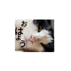 Sayanyanfamirino nichijo no aisatsu