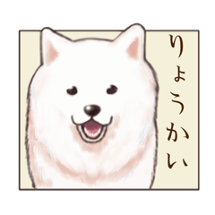Samoyed pearl stump